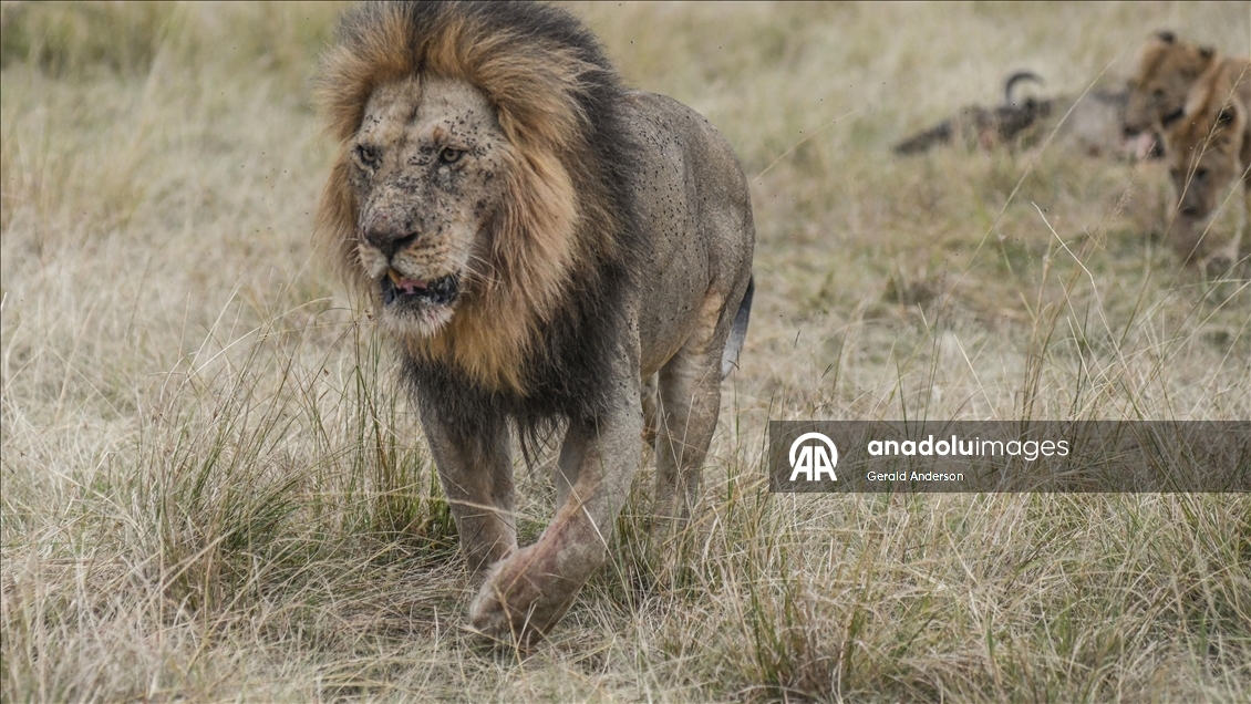 Kenya'da Dünya Aslan Günü