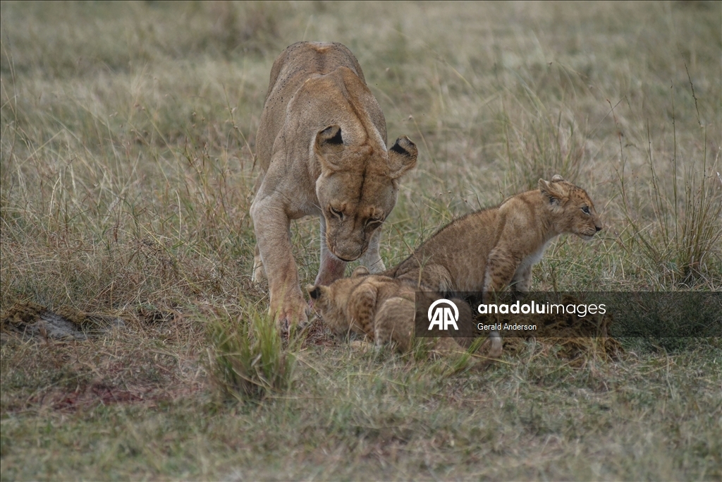 Kenya'da Dünya Aslan Günü