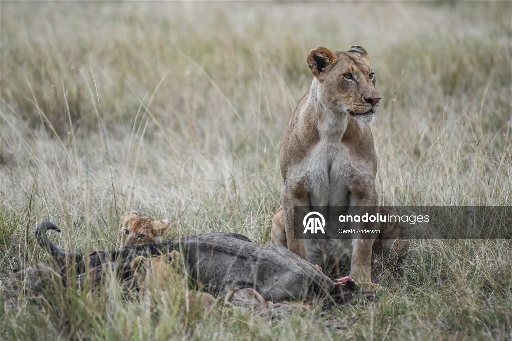 Kenya'da Dünya Aslan Günü