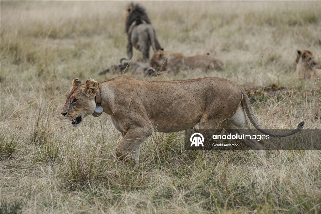 Kenya'da Dünya Aslan Günü