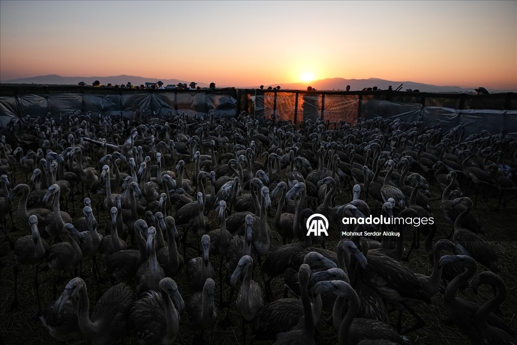 İzmir Kuş Cenneti'nde 650 yavru flamingo halkalandı