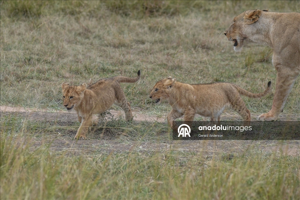 Kenya'da Dünya Aslan Günü