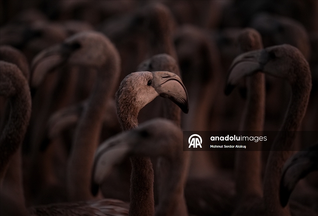 İzmir Kuş Cenneti'nde 650 yavru flamingo halkalandı