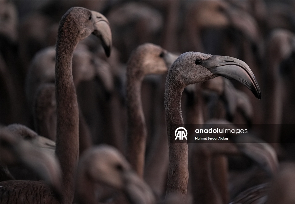 İzmir Kuş Cenneti'nde 650 yavru flamingo halkalandı