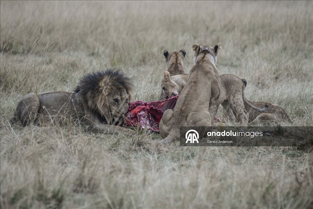 Kenya'da Dünya Aslan Günü