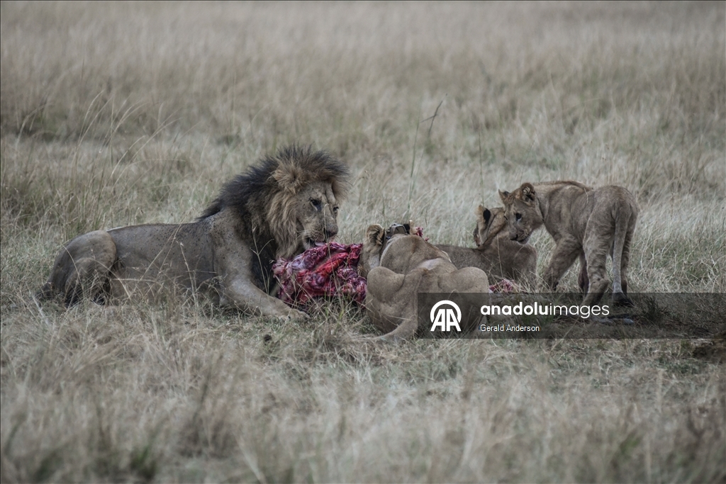 Kenya'da Dünya Aslan Günü
