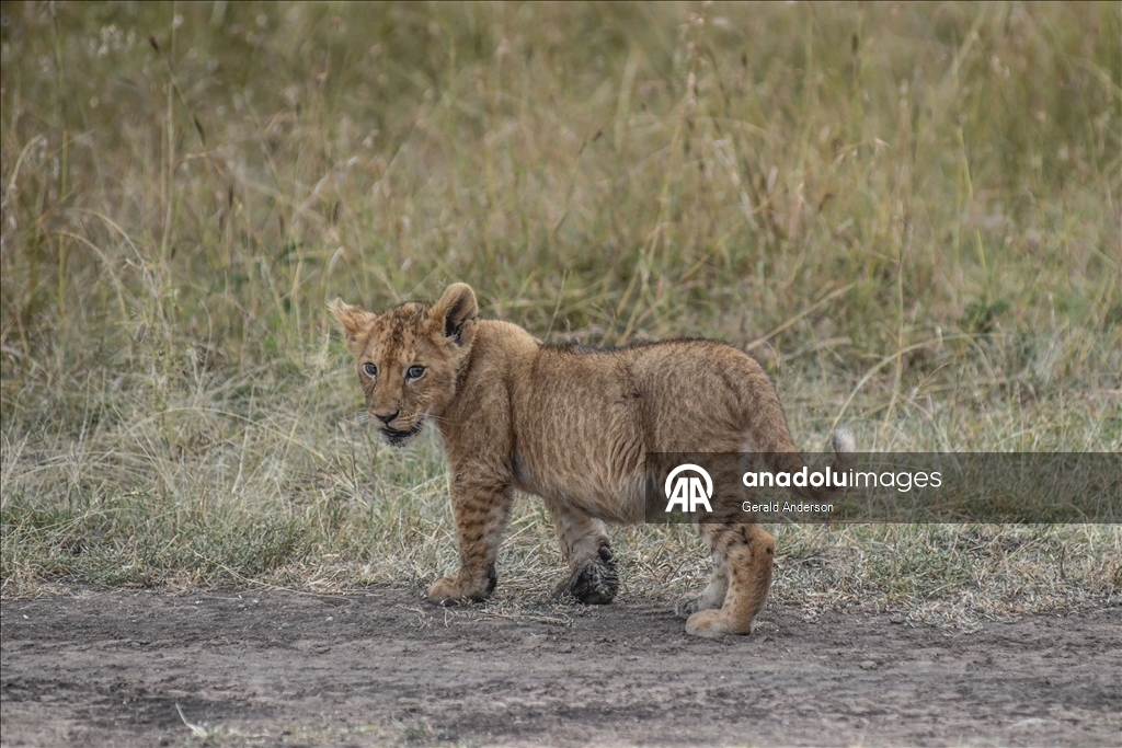 Kenya'da Dünya Aslan Günü