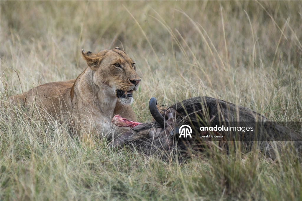Kenya'da Dünya Aslan Günü
