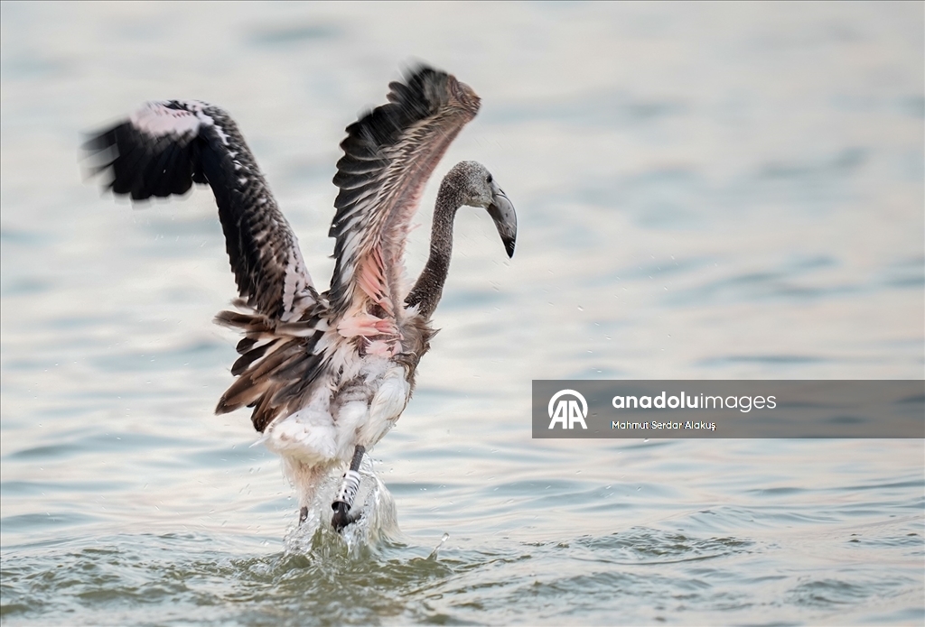 İzmir Kuş Cenneti'nde 650 yavru flamingo halkalandı