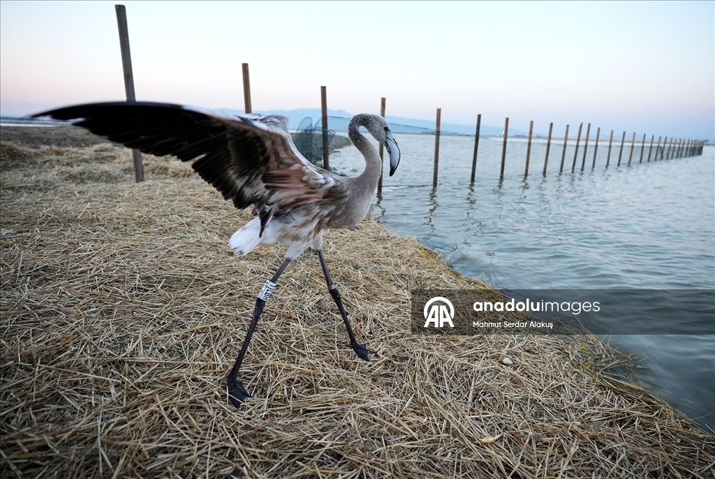 İzmir Kuş Cenneti'nde 650 yavru flamingo halkalandı