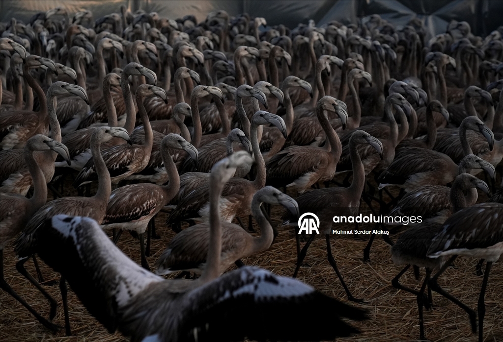 İzmir Kuş Cenneti'nde 650 yavru flamingo halkalandı