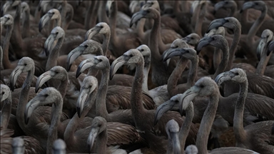 İzmir Kuş Cenneti'nde 650 yavru flamingo halkalandı