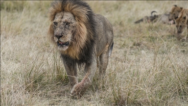 Afrika'da aslanlar, habitat kaybı, avcılık ve kemik ticareti kıskacında