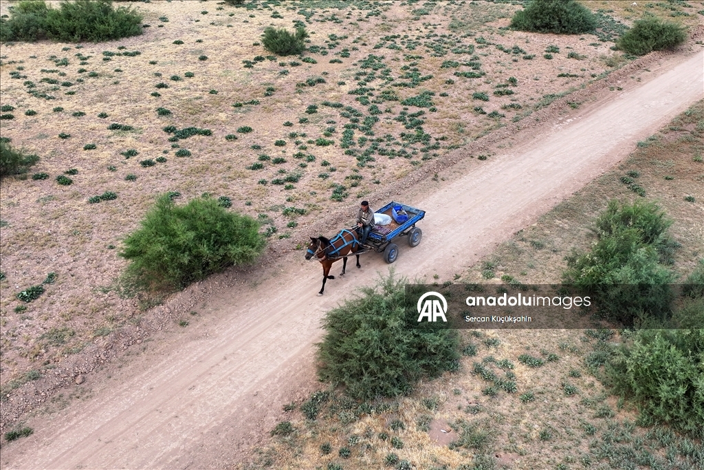 Dedesinin yolundan giderek Palas Tuzla Gölü'nden geleneksel yöntemlerle tuz çıkarıyor
