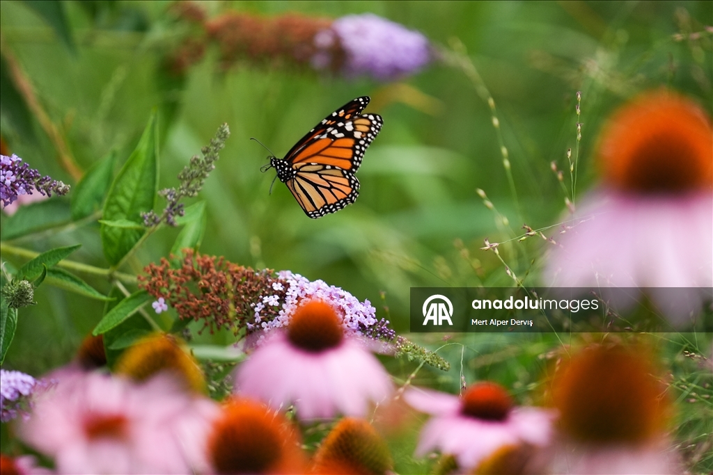 Butterflies of Music Garden in Toronto