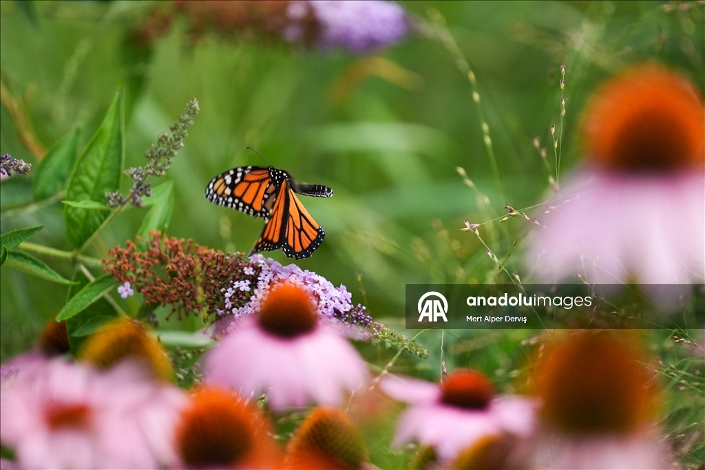 Butterflies of Music Garden in Toronto