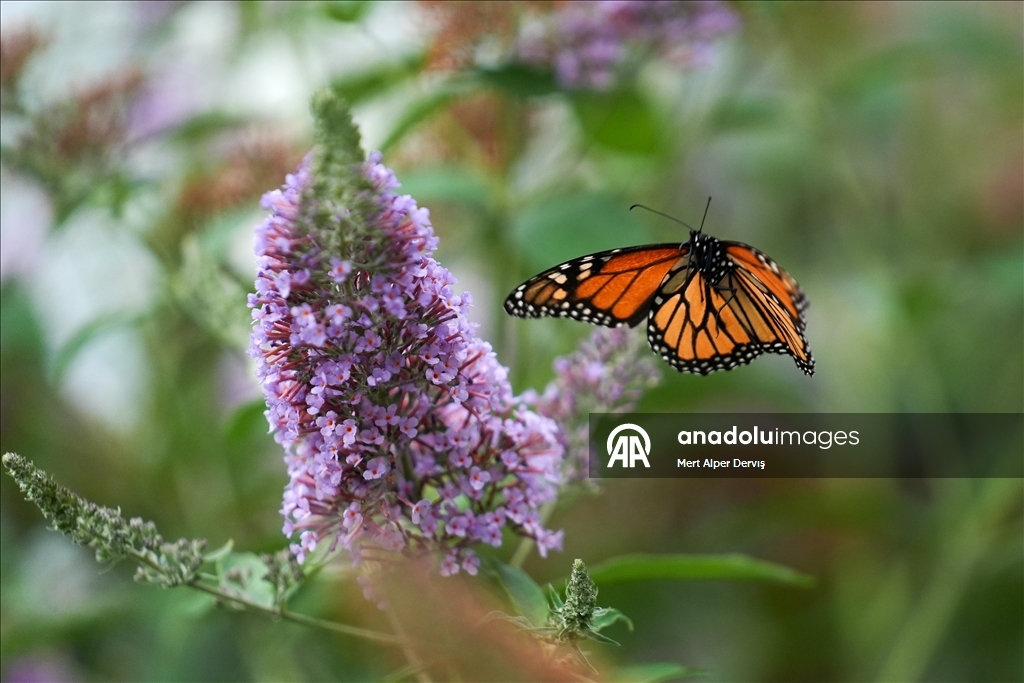 Butterflies of Music Garden in Toronto