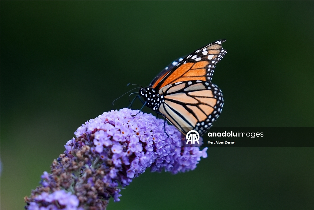Butterflies of Music Garden in Toronto