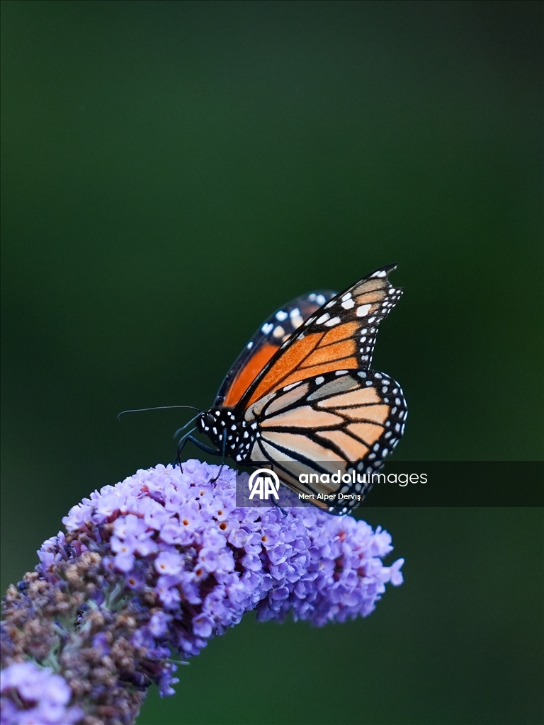 Butterflies of Music Garden in Toronto