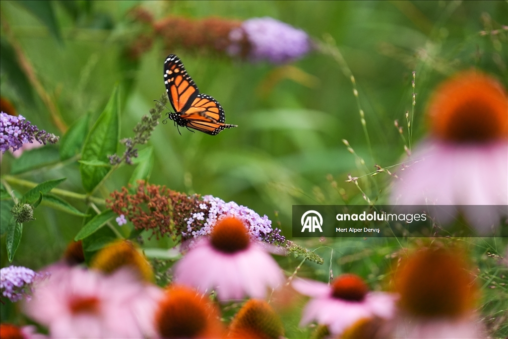 Butterflies of Music Garden in Toronto
