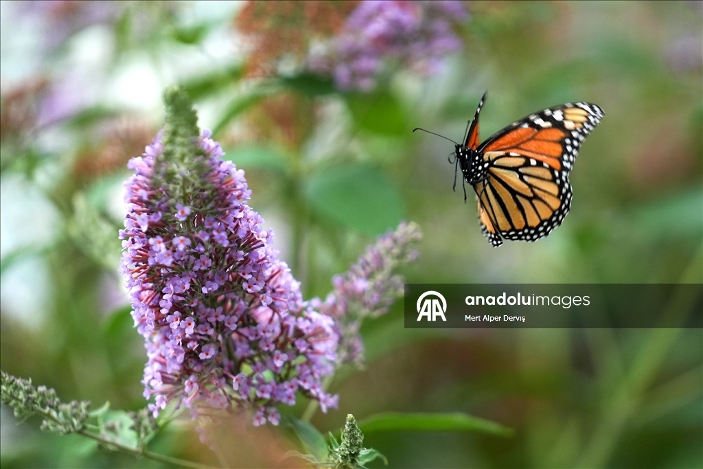 Butterflies of Music Garden in Toronto