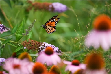 Butterflies of Music Garden in Toronto