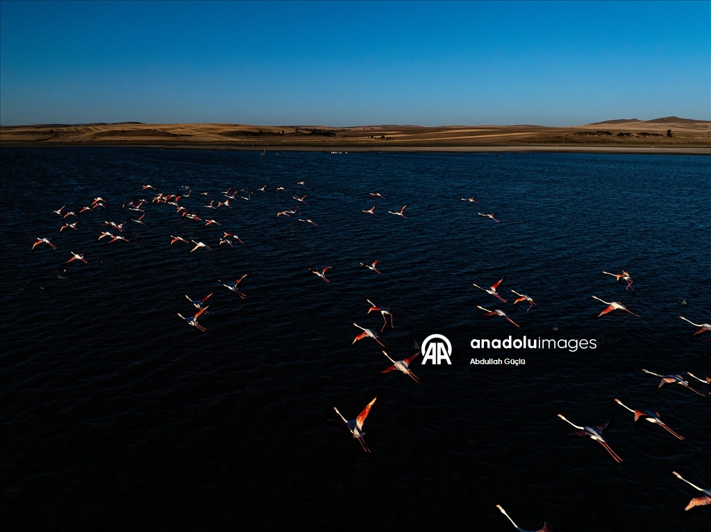 Gelingüllü Barajı’nın zarif misafirleri: Flamingolar