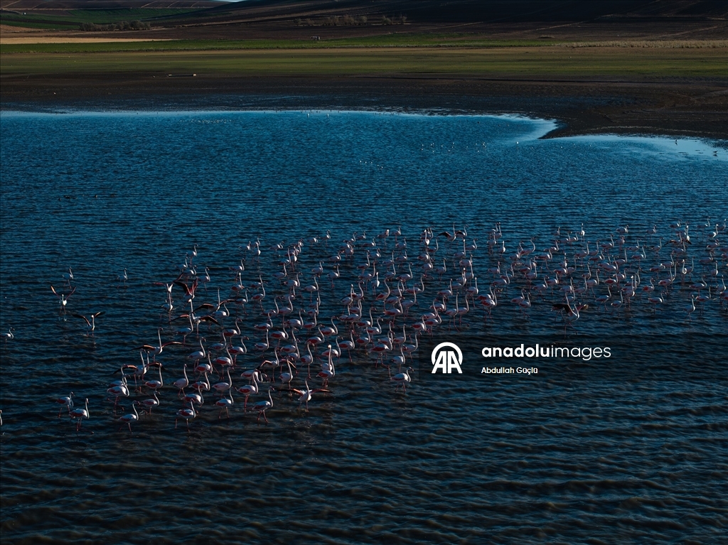 Gelingüllü Barajı’nın zarif misafirleri: Flamingolar