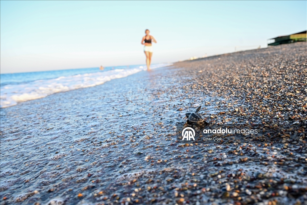 Antalya'da caretta caretta yavrularının denizle buluşmaları görüntülendi