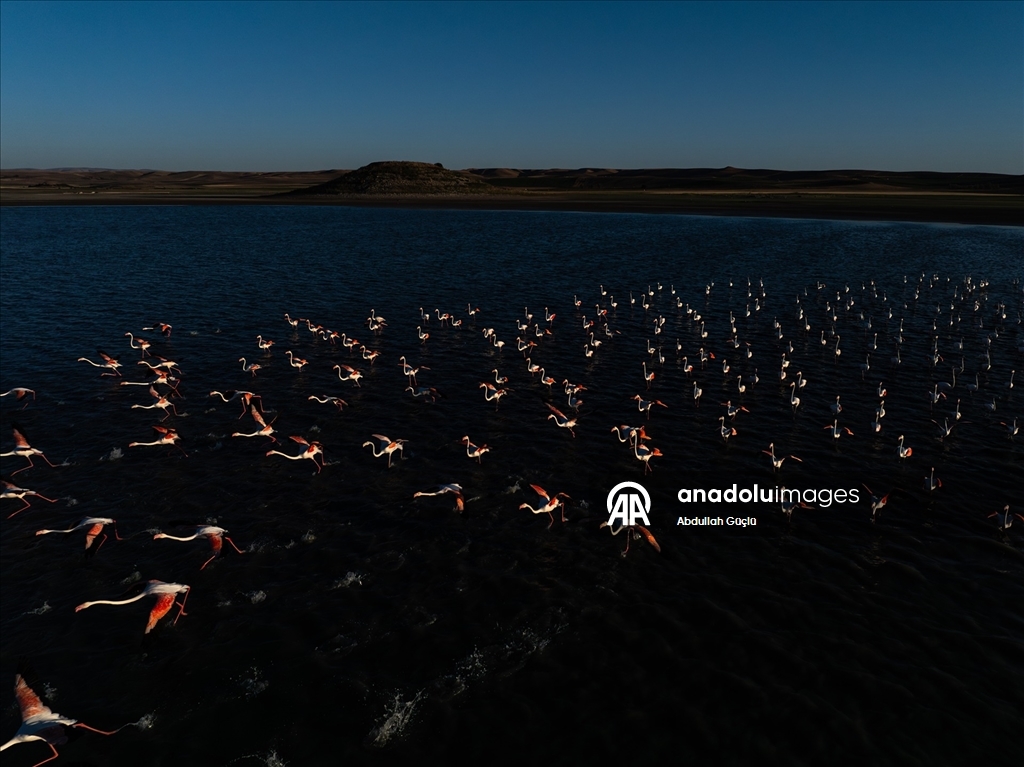 Gelingüllü Barajı’nın zarif misafirleri: Flamingolar