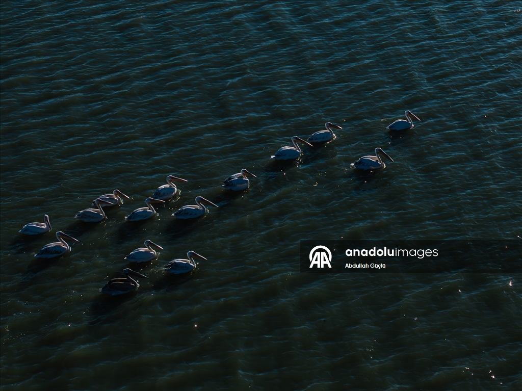 Gelingüllü Barajı’nın zarif misafirleri: Flamingolar