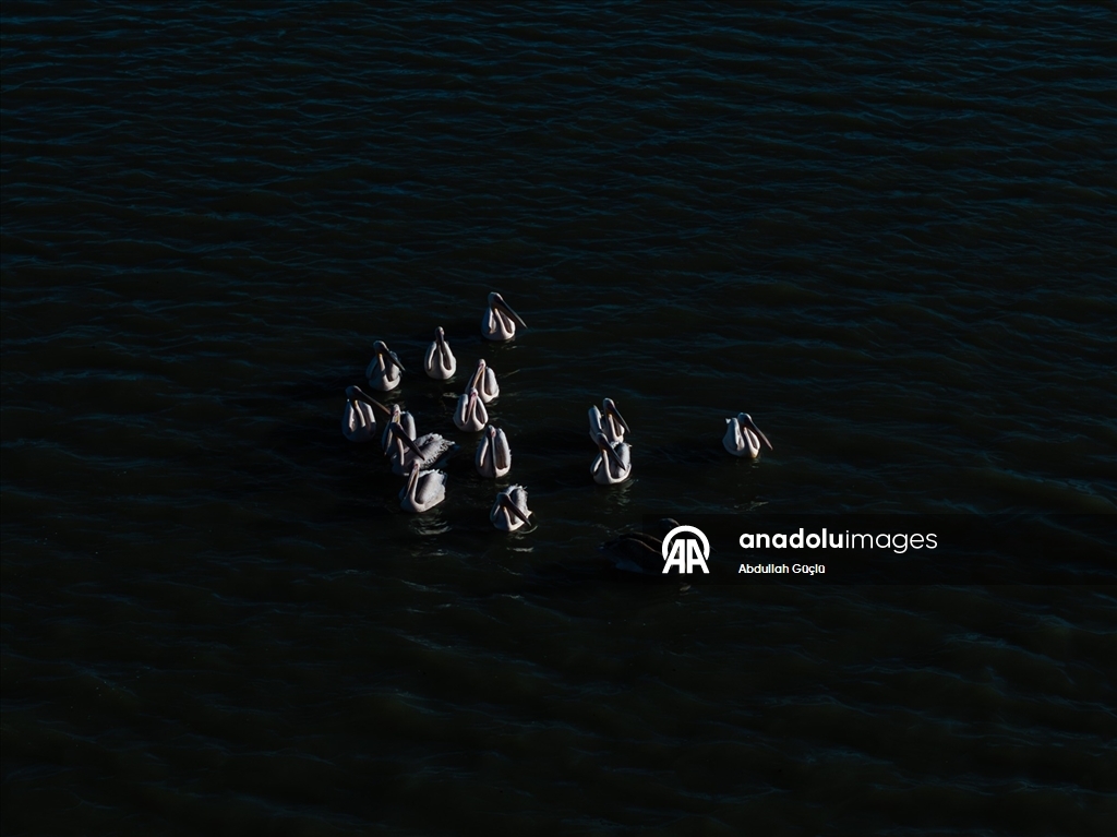 Gelingüllü Barajı’nın zarif misafirleri: Flamingolar