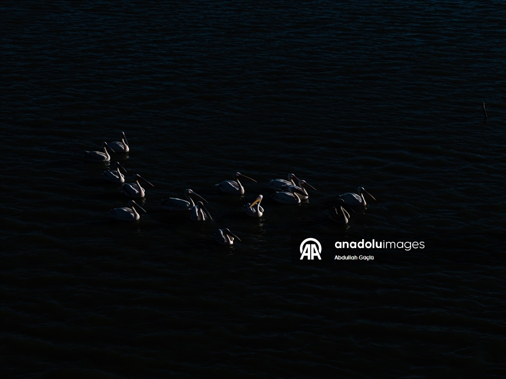 Gelingüllü Barajı’nın zarif misafirleri: Flamingolar