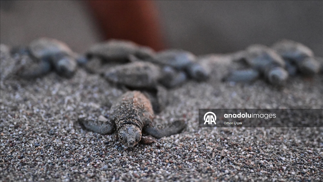 Antalya'da caretta caretta yavrularının denizle buluşmaları görüntülendi