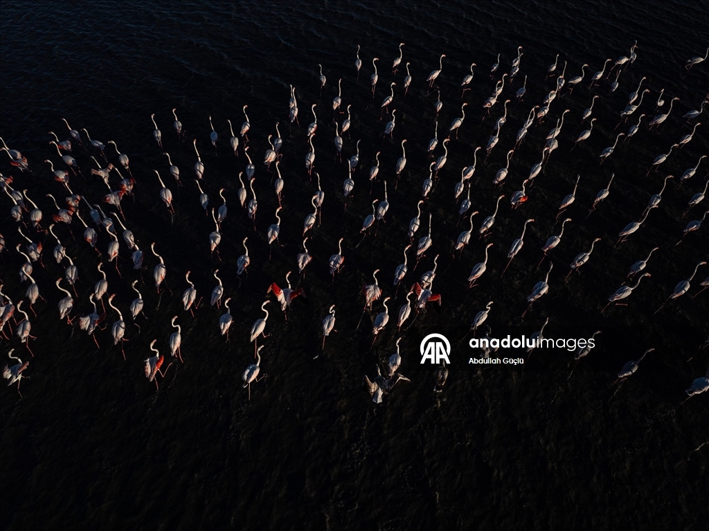 Gelingüllü Barajı’nın zarif misafirleri: Flamingolar