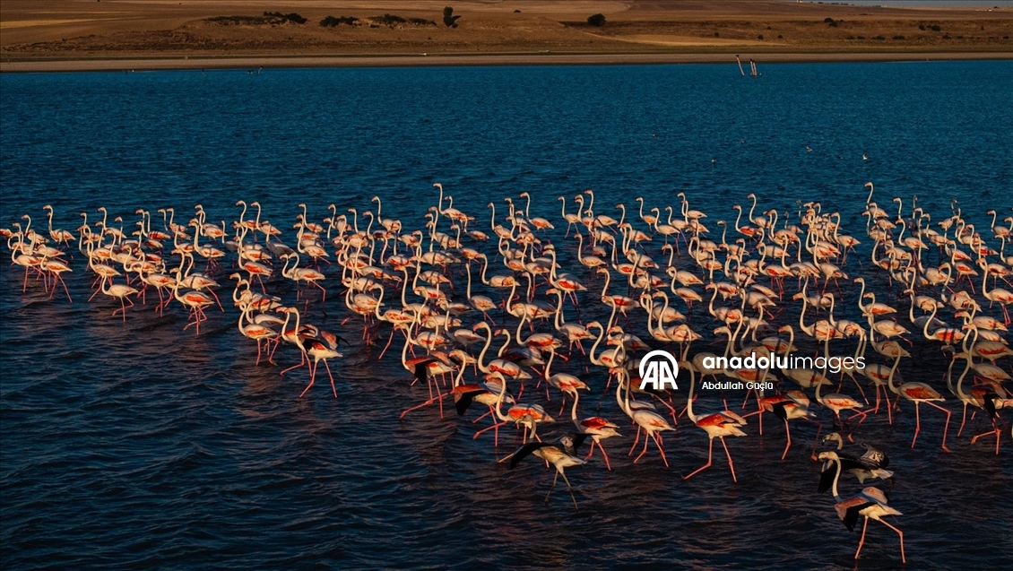 Gelingüllü Barajı’nın zarif misafirleri: Flamingolar