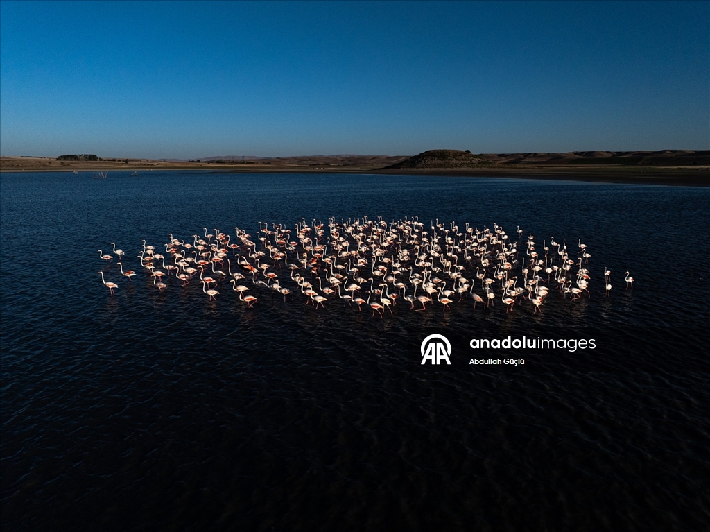 Gelingüllü Barajı’nın zarif misafirleri: Flamingolar