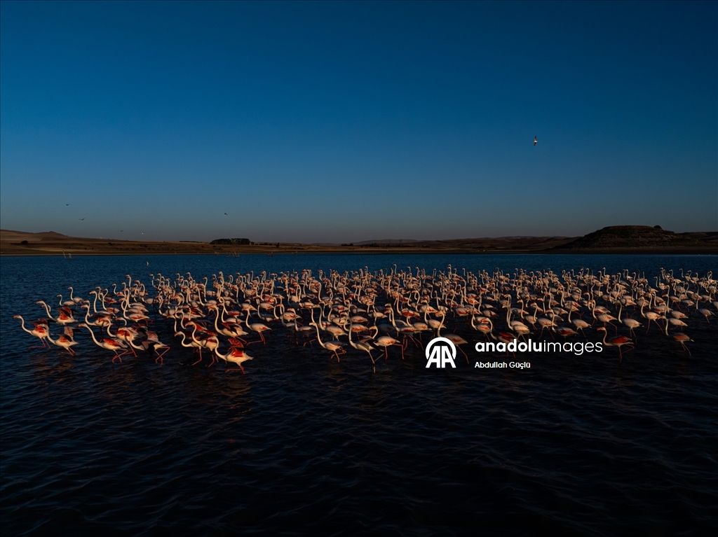 Gelingüllü Barajı’nın zarif misafirleri: Flamingolar