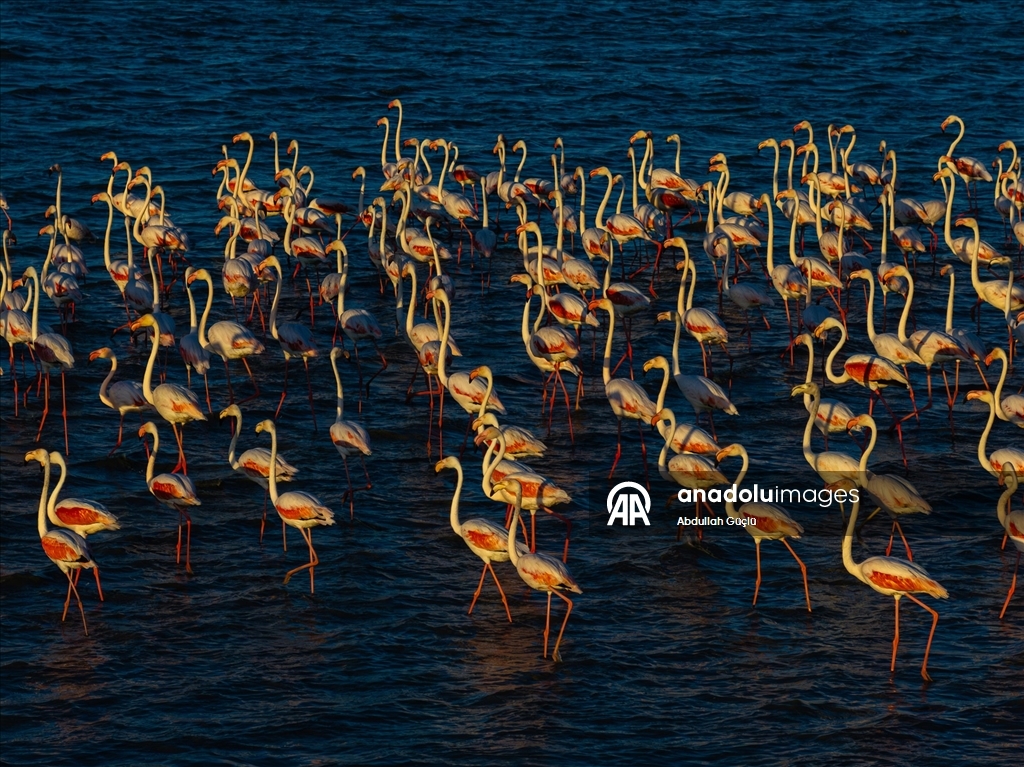 Gelingüllü Barajı’nın zarif misafirleri: Flamingolar