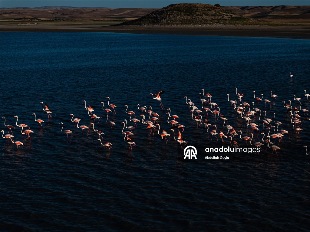 Gelingüllü Barajı’nın zarif misafirleri: Flamingolar
