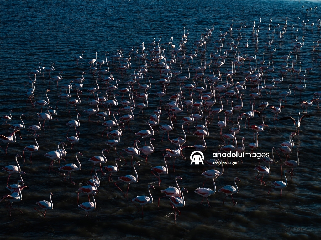 Gelingüllü Barajı’nın zarif misafirleri: Flamingolar