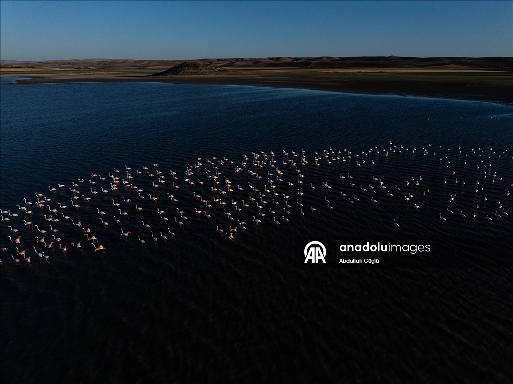 Gelingüllü Barajı’nın zarif misafirleri: Flamingolar