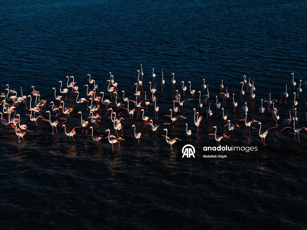 Gelingüllü Barajı’nın zarif misafirleri: Flamingolar