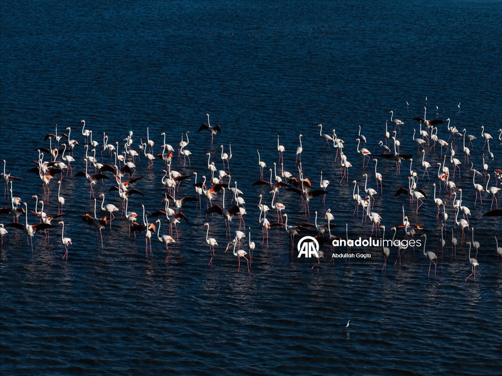 Gelingüllü Barajı’nın zarif misafirleri: Flamingolar