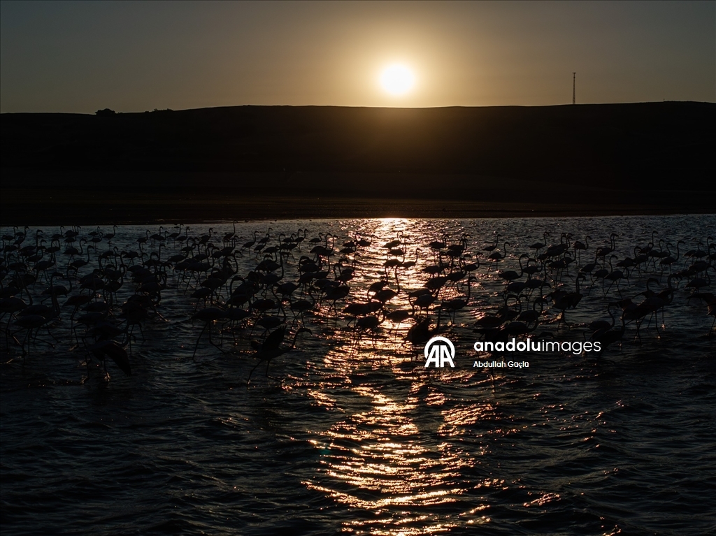 Gelingüllü Barajı’nın zarif misafirleri: Flamingolar