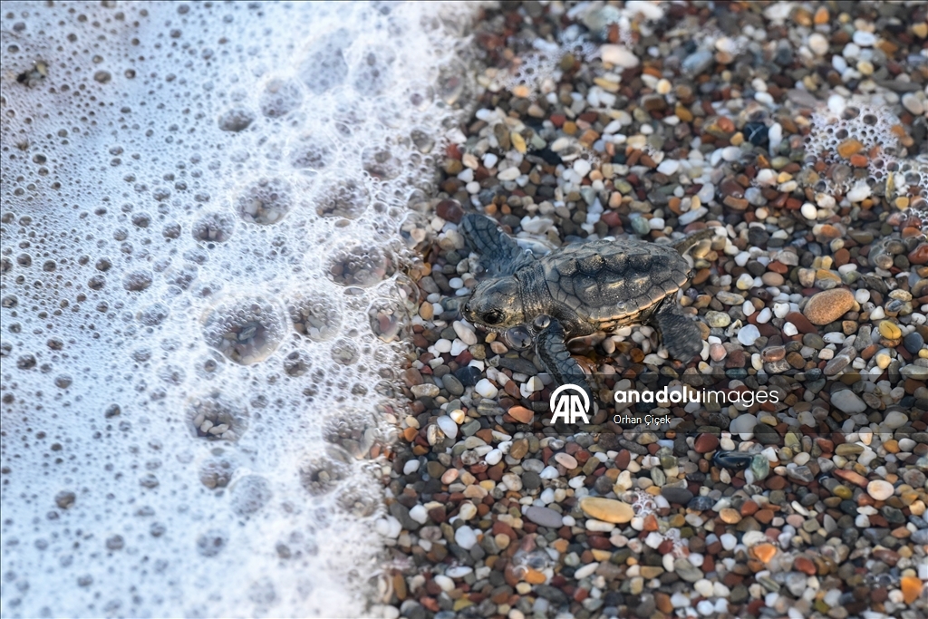 Antalya'da caretta caretta yavrularının denizle buluşmaları görüntülendi