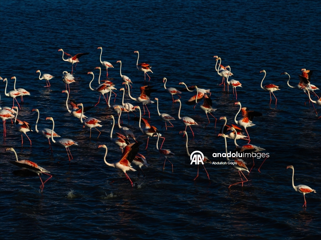 Gelingüllü Barajı’nın zarif misafirleri: Flamingolar
