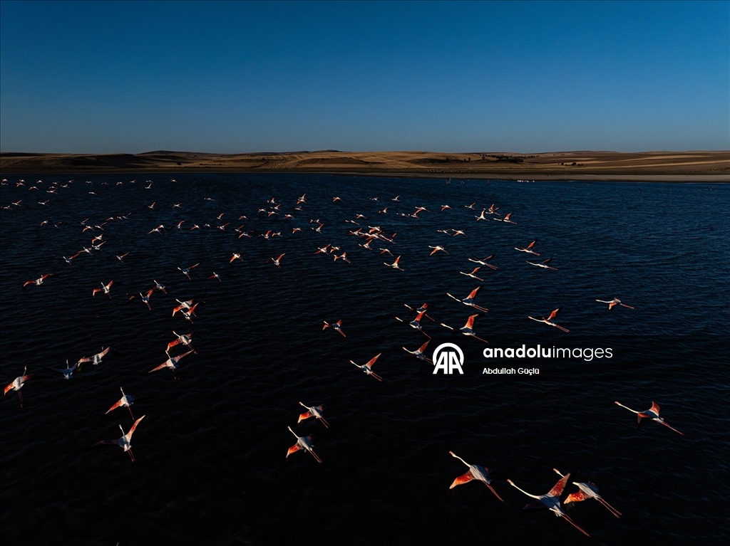 Gelingüllü Barajı’nın zarif misafirleri: Flamingolar