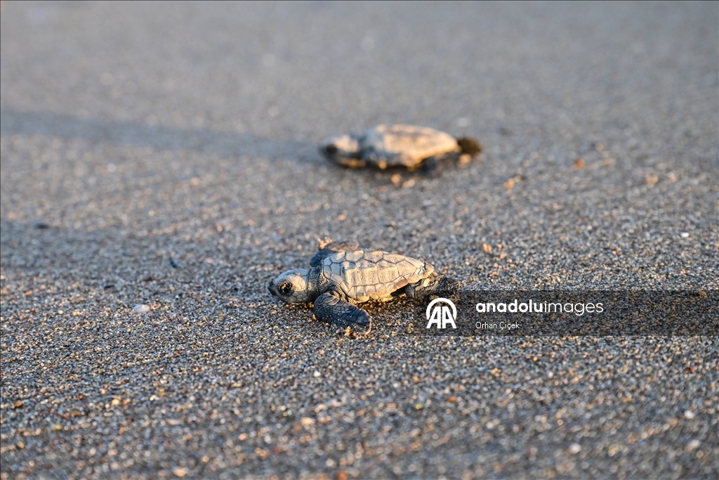 Antalya'da caretta caretta yavrularının denizle buluşmaları görüntülendi