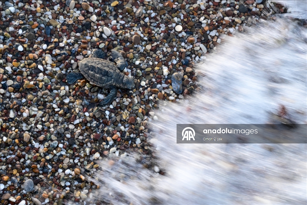 Antalya'da caretta caretta yavrularının denizle buluşmaları görüntülendi